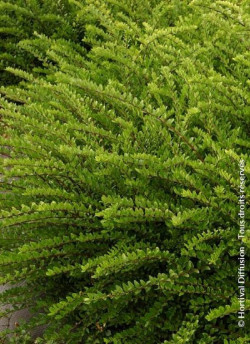 LONICERA nitida MAIGRUN