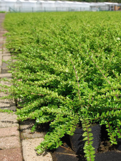 LONICERA nitida MAIGRUN