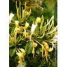 LONICERA similis DELAVAYI