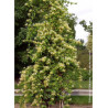 LONICERA similis DELAVAYI