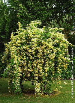 LONICERA similis DELAVAYI