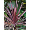 CORDYLINE australis RED STAR