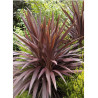 CORDYLINE australis RED STAR