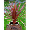 CORDYLINE australis RED STAR