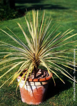 CORDYLINE australis TORBAY DAZZLER