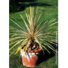 CORDYLINE australis TORBAY DAZZLER