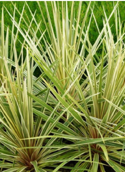 CORDYLINE australis TORBAY DAZZLER