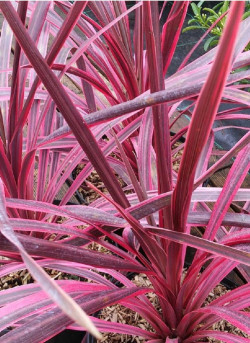 CORDYLINE PINK PASSION