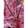 CORDYLINE PINK PASSION