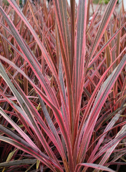 CORDYLINE SOUTHERN SPLENDOUR