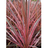 CORDYLINE SOUTHERN SPLENDOUR