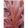 CORDYLINE SOUTHERN SPLENDOUR