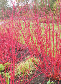 CORNUS alba