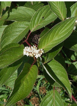 CORNUS alba