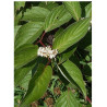CORNUS alba