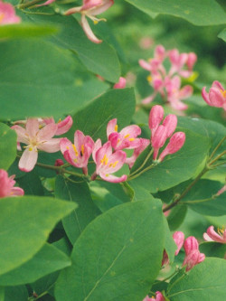 LONICERA tatarica HACK'S RED