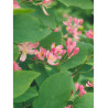 LONICERA tatarica HACK'S RED