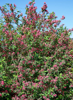 LONICERA tatarica HACK'S RED