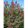 LONICERA tatarica HACK'S RED