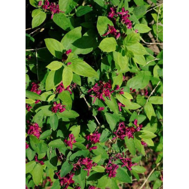 LONICERA tatarica HACK'S RED