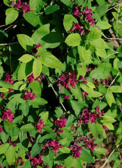 LONICERA tatarica HACK'S RED