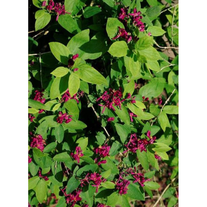 LONICERA tatarica HACK'S RED