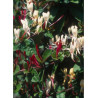 LONICERA japonica chinensis