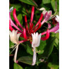 LONICERA japonica chinensis