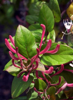 LONICERA japonica chinensis