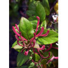 LONICERA japonica chinensis