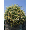 LONICERA japonica HALLIANA