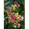 LONICERA heckrottii GOLDFLAME