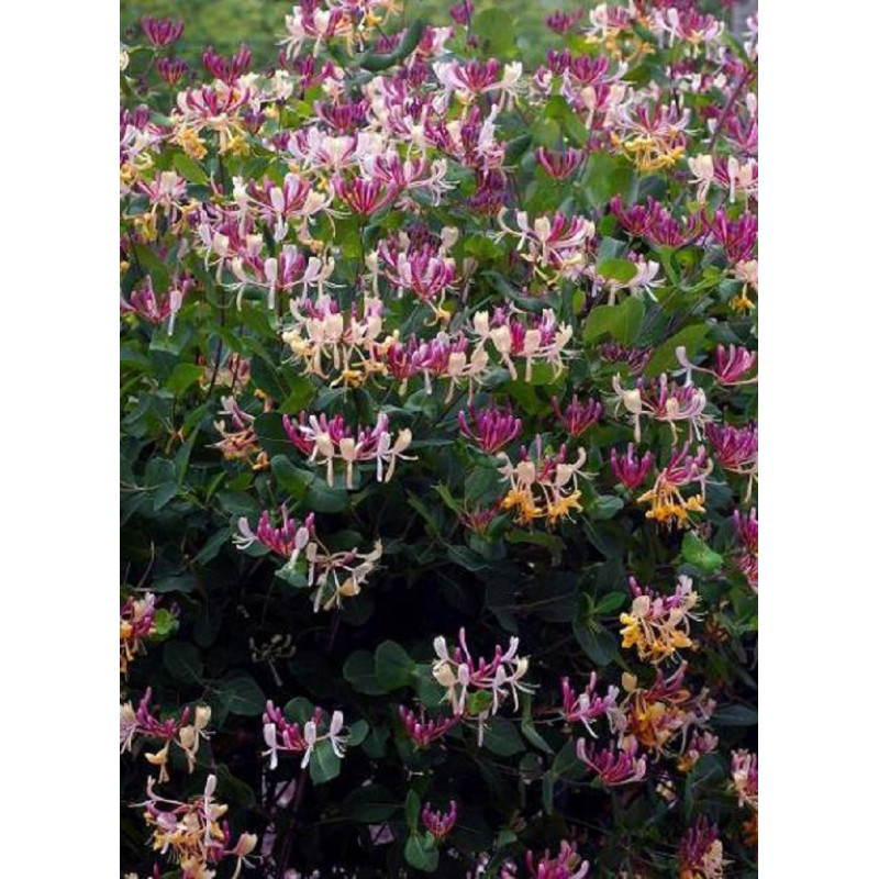 LONICERA heckrottii GOLDFLAME