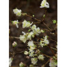 LONICERA fragrantissima