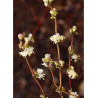 LONICERA fragrantissima