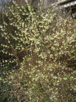 LONICERA fragrantissima