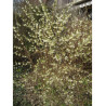 LONICERA fragrantissima