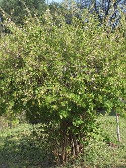 LONICERA fragrantissima