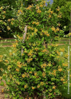 LONICERA brownii GOLDEN TRUMPET