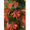 LONICERA brownii DROPMORE SCARLET