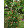 LONICERA brownii DROPMORE SCARLET