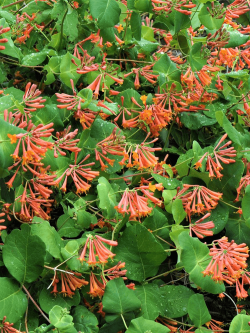 LONICERA brownii DROPMORE SCARLET