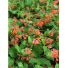 LONICERA brownii DROPMORE SCARLET