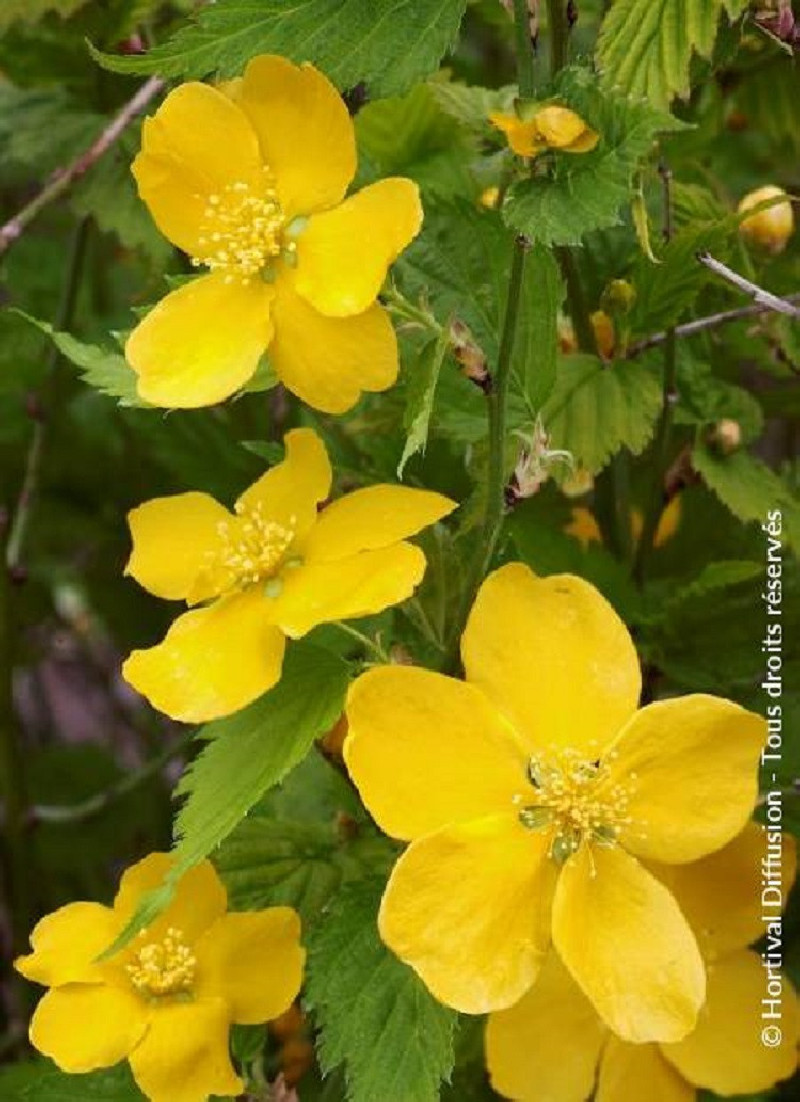 KERRIA japonica GOLDEN GUINEA