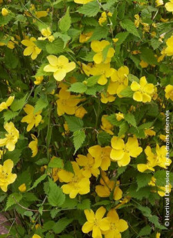 KERRIA japonica GOLDEN GUINEA