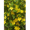 KERRIA japonica GOLDEN GUINEA