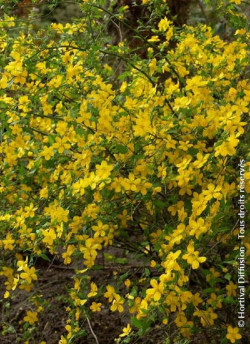 KERRIA japonica GOLDEN GUINEA