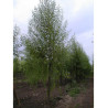 SALIX alba LIEMPDE
