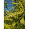 SALIX alba LIEMPDE