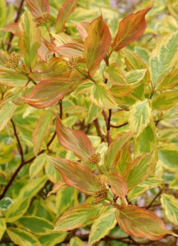 CORNUS alba GOUCHAULTII